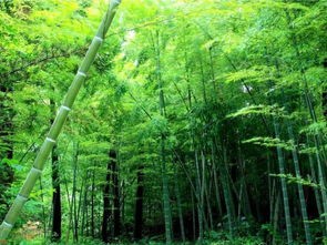 胡家营漆沟村数字产业信息